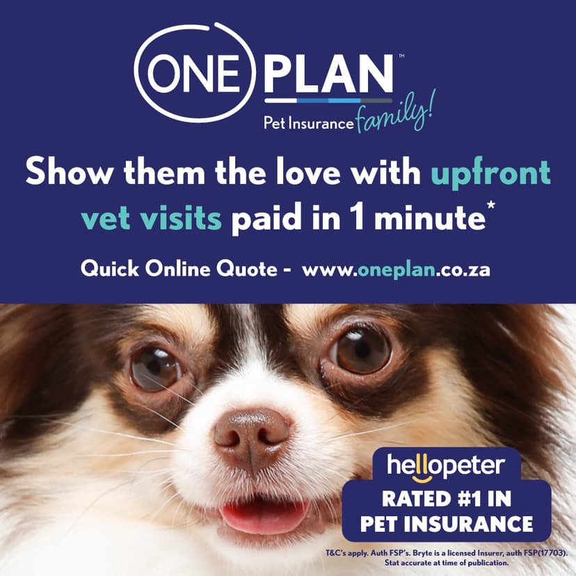 A small dog with it's tongue hanging out